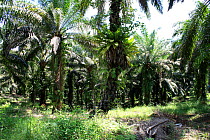 Palm oil (Elaeis guineensis) plantation, central Kalimantan, Indonesian Borneo. June 2010.