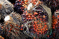 Palm oil kernels (Elaeis guineensis) at plantation, central Kalimantan, Indonesian Borneo. June 2010.