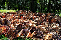 Palm oil kernels (Elaeis guineensis) at plantation, central Kalimantan, Indonesian Borneo. June 2010.