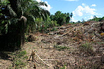 Land deforested for Palm oil (Elaeis guineensis) plantation central Kalimantan, Indonesian Borneo. June 2010.