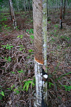 Rubber tapping on Rubber tree (Hevea brasiliensis)  Central Kalimantan, Indonesia Borneo. June 2010.