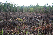 Land deforested for Rubber tapping plantations, Central Kalimantan,  Indonesia Borneo. June 2010.