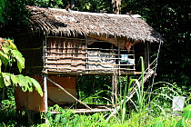 Traditionally built house on stilts, Central Kalimantan. Indonesian Borneo. June 2010.