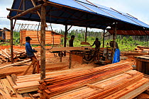 People building longhouses on rubber tapping plantation, in deforested area. Central Kalimantan,  Indonesian Borneo. June 2010.