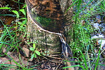 Rubber tapping (Hevea brasiliensis) Central Kalimantan,  Indonesian Borneo. June 2010.