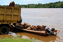 Palm kernels for oil tranported in canoe on Kapuas river, Central Kalimantan,  Indonesian Borneo. June 2010.