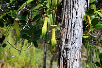 Pitcher plants (Nepenthes) Central Kalimantan,  Indonesian Borneo. June 2010.