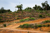 Area deforested for palm oil production, Central Kalimantan,  Indonesian Borneo. June 2010.