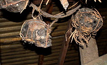 Human skulls of enemies, possibly Japanese occupation troop,s kept in ceilings of Dayak headhunters' longhouses,  Central Kalimantan,  Indonesian Borneo. June 2010.