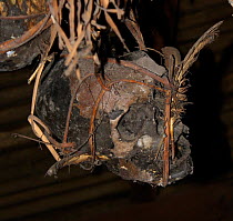 Human skulls of enemies, possibly Japanese occupation troop,s kept in ceilings of Dayak headhunters' longhouses,  Central Kalimantan,  Indonesian Borneo. June 2010.