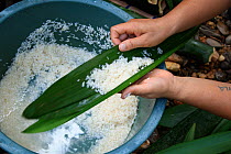 Woman washing rice, which will be cooked in bamboo leaves, West Kalimantan,  Indonesian Borneo. June 2010