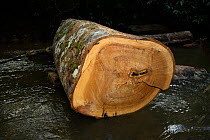 Lumber cut down during deforestation, Sabah, Malaysian Borneo. June 2010.