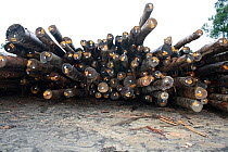 Deforested logs for export, Sabah, Malaysian Borneo. July 2010.