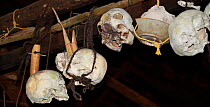 Skulls of enemies kept in ceilings of Dayak headhunters' longhouses, Kuching, Sarawark, Malaysian Borneo. July 2010.p
