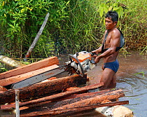 Deforestation - men cutting logs in river, Gunung Palung National Park, West Kalimantan, Indonesian Borneo. July 2010.