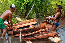 Deforestation -  men cutting logs in river with chainsaw, Gunung Palung National Park, West Kalimantan, Indonesian Borneo. June 2010.