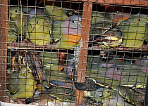 Pink necked green pigeon (Treron vernans) for sale in cages, Singkawang, West Kalimantan, Indonesian Borneo. July 2010.