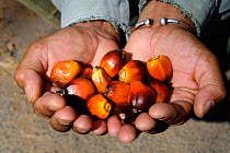 Palm oil kernel in hands, West Kalimantan, Indonesian Borneo. August 2010.