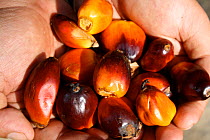Palm oil kernels held in hand, West Kalimantan, Indonesian Borneo. August 2010.