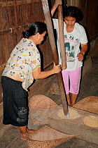 Dayak womengrinding rice, in traditional longhouse,  Pontianak, West Kalimantan, Indonesian Borneo. August 2010.