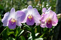 Orchid (Phalenopsis) flower in orchid farm just outside Kuching, Sarawak, Malaysia. August 2010.