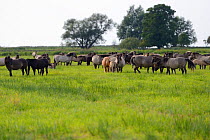 Konik horses grazing in Odra Delta Nature Park, private reserve owned by Dr Rabski, near Kopice, Oder delta, Poland, August.