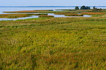 Reed beds in Odra Delta Nature Park, private reserve owned by Dr Rabski, near Kopice, Oder delta, Poland, August.