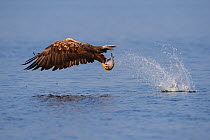 White tailed sea eagle (Haliaeetus albicilla) fishing, taken from fishing boat on sea eagle safari tour, Stettin Lagoon, Oder delta, Poland, August. Sequence 3/4