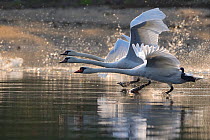 RF- Mute swans (Cygnus olor) taking off, Stettin Lagoon, Oder delta, Poland, August. (This image may be licensed either as rights managed or royalty free.)