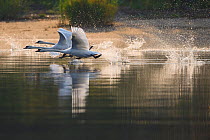Mute swans (Cygnus olor) taking off, Stettin Lagoon, Oder delta, Poland, August.