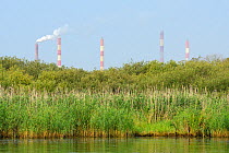 Oder delta rewilding area with factory chimneys in background, Stettiner Haff, on border between Germany and Poland, August.