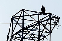 White tailed sea eagle (Haliaeetus albicilla) perched on electricity pylon, Stettin Lagoon, Oder delta, on border between Germany and Poland, August.