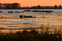 Waterfowl at sunset, Anklamer Stadtbruch, Stettiner Haff, Oder delta, Germany, August.