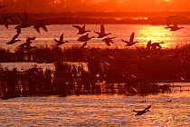 Ducks flying at sunset, Anklamer Stadtbruch, Stettiner Haff, Oder delta, Germany, August.