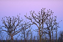 Great cormorant (Phalacrocorax carbo) roost, Anklamer Stadtbruch, Stettiner Haff, Oder delta, Germany, August.