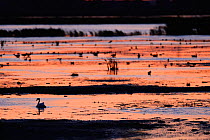 Waterfowl, including mute swan (Cygnus olor), silhouetted at sunset, Anklamer Stadtbruch, Stettiner Haff, Oder delta, Germany, August.