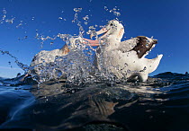 Wandering albatross, (Diomedea exulans), fighting for fish scraps.