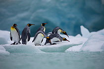King penguin (Aptenodytes patagonicus) group on ice preparing to dive. South Georgia Island.