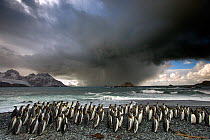 King penguin (Aptenodytes patagonicus) colony with storm approaching. Grytviken, South Georgia Island.