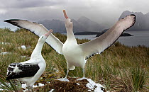 Wandering albatross (Diomedea exulans), engaged in mating display. South Georgia Island, Southern Ocean.