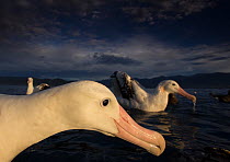 Wandering albatross (Diomedea exulans), feeding and cleaning.