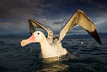 Wandering albatross (Diomedea exulans), feeding and cleaning.
