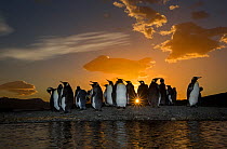 King penguin (Aptenodytes patagonicus) colony at sunrise. Grytviken, South Georgia Island.