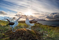 Wandering albatross (Diomedea exulans), engaged in mating display. South Georgia Island, Southern Ocean.