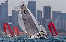 Sailboats with spinnakers out, racing in the Sydney Harbour, New South Wales, Australia, October 2012. All non-editorial uses must be cleared individually.
