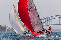 Sailboats with spinnakers out, racing in the Sydney Harbour, New South Wales, Australia, October 2012. All non-editorial uses must be cleared individually.