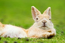 Rabbit resting with alert ears, Okunoshima 'Rabbit Island', Takehara, Hiroshima, Japan.