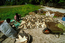 Shark fins drying in the sun, for export to the Asian market.  Himmendhoo, Ari atoll, Maldives, Indian OCean.