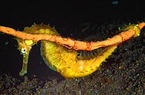 Thorny seahorse (Hippocampus histrix) hanging by its prehensile tail to a sponge. Philippines, Sulu Sea.