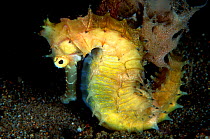 Thorny seahorse (Hippocampus histrix) Philippines, Sulu Sea.